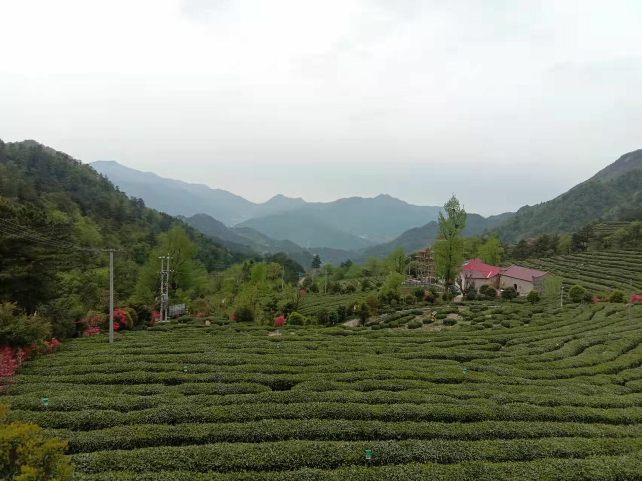 安庆岳西茶叶，好山好水出好茶