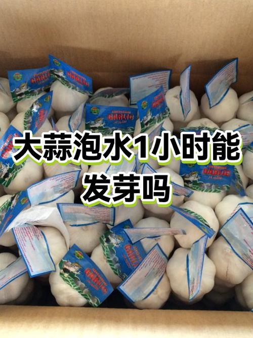 大蒜放久易发芽？茶叶加一招，轻松抑制