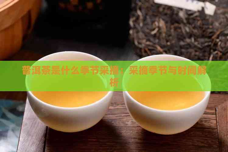 普洱茶是什么季节采摘:采摘季节与时间解析