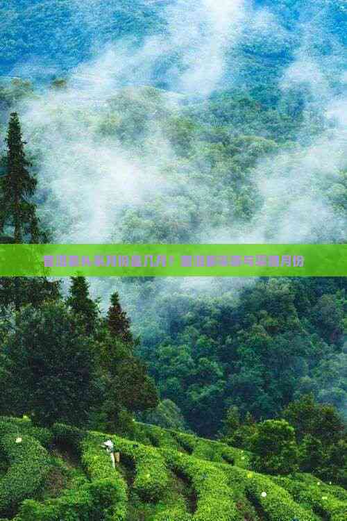 普洱茶头采月份是几月?普洱茶采茶与采摘月份