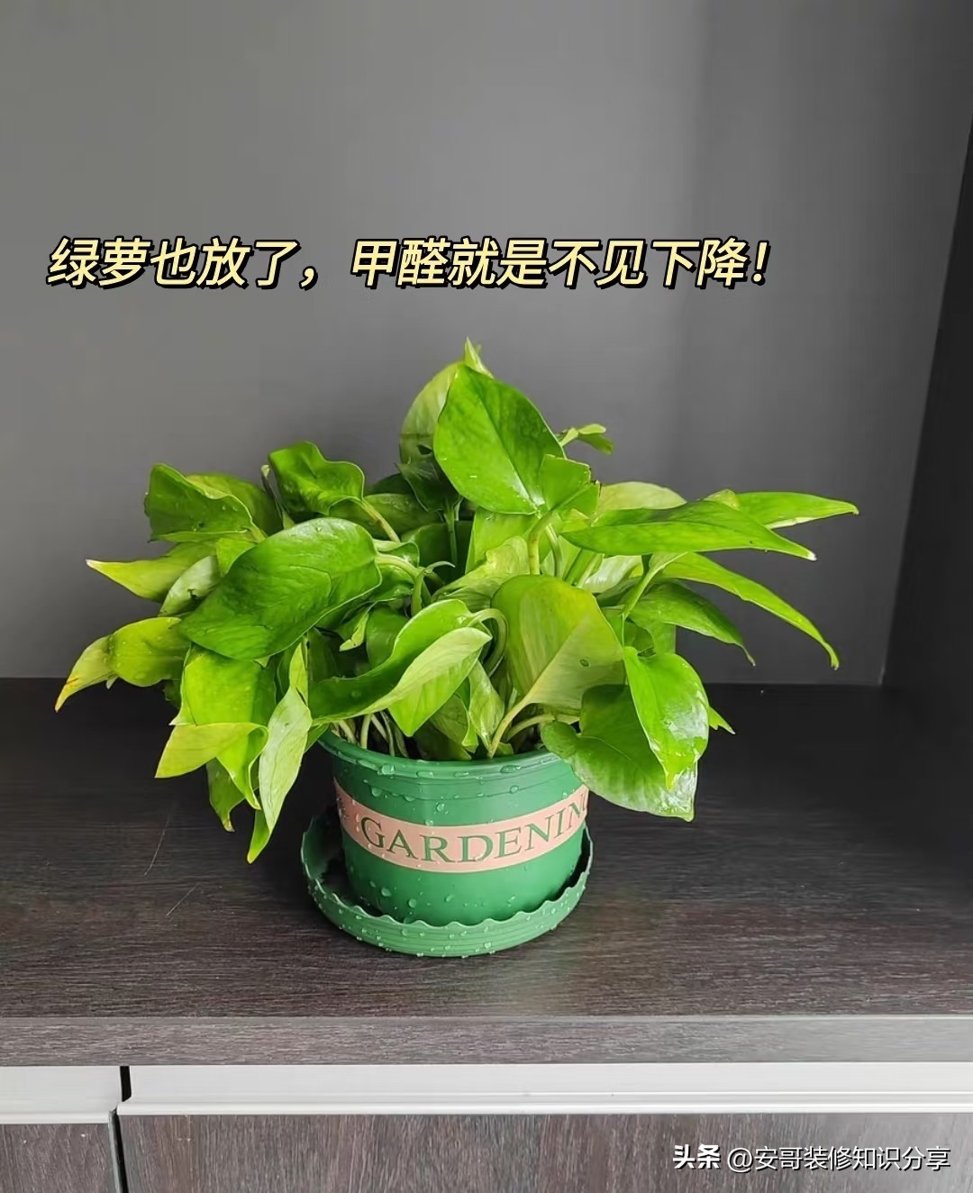 茶叶可以除甲醛吗