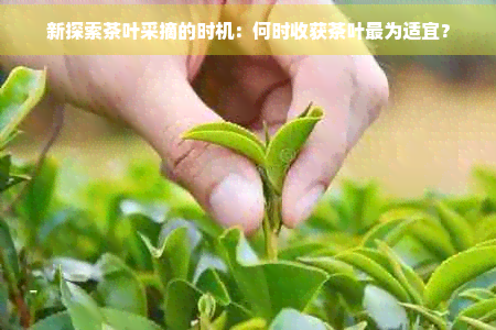茶叶几月份采摘？春茶明前茶时间详解