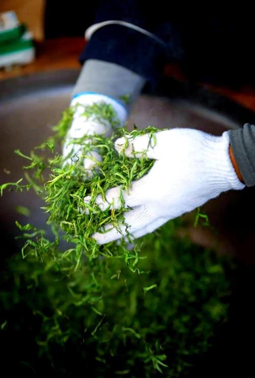 茶叶杀青是什么意思