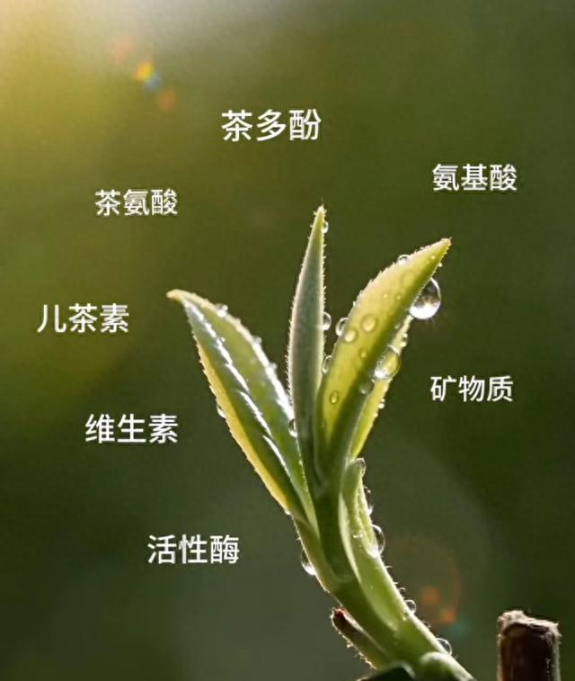 茶叶要不要放冰箱？绿茶要，黑茶别，存错全废