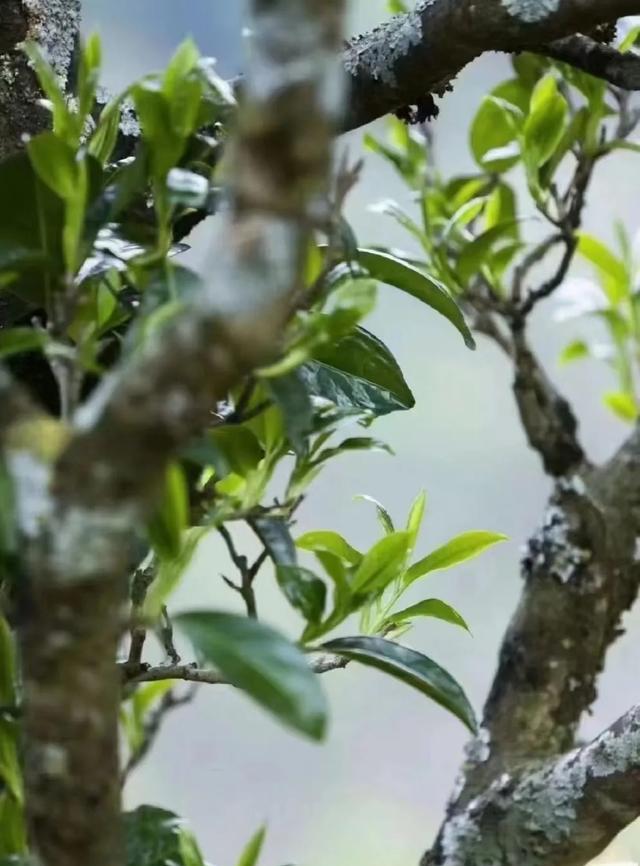 茶叶需要放冰箱保存吗