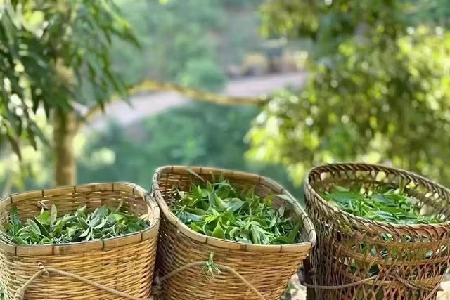 茶叶需要放冰箱保存吗