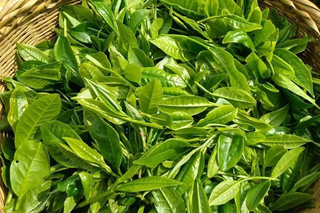 茶叶需要放冰箱保存吗