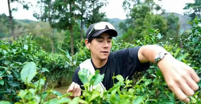 茶叶需要放冰箱保存吗