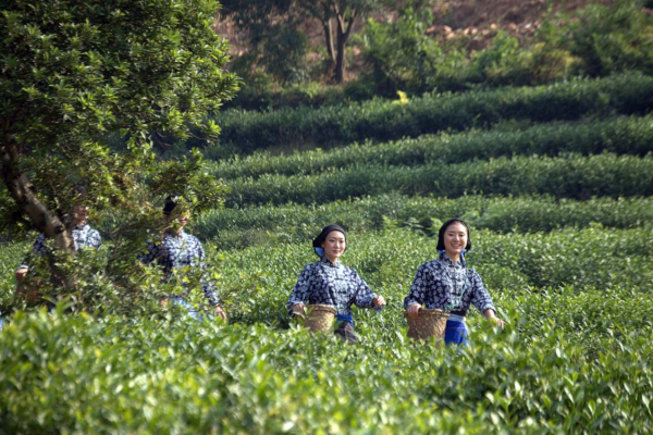 即将开采！年洞庭山碧螺春产量增收，价格稳中有升