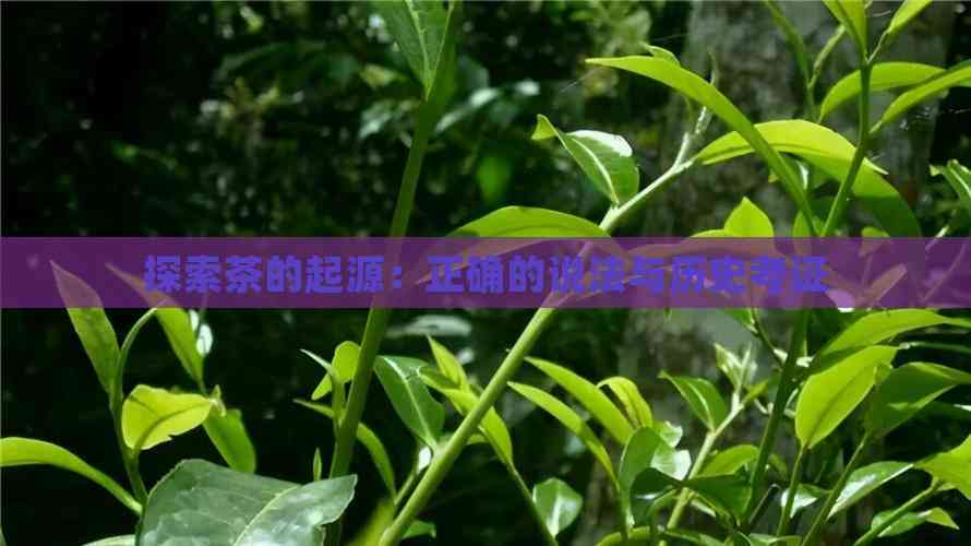 茶叶起源真相：中国云南是世界茶源
