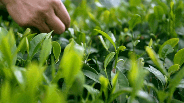 泾县茶叶品质不输名茶 为啥电商卖不动