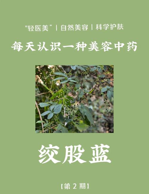 绞股蓝茶叶