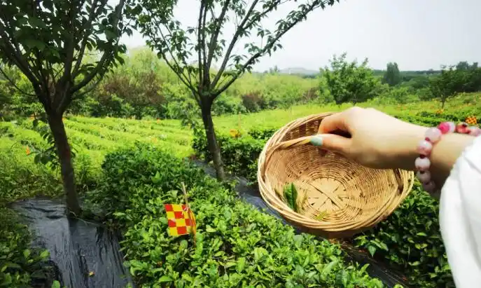 茶叶有多少种