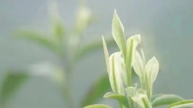 茶叶有多少种