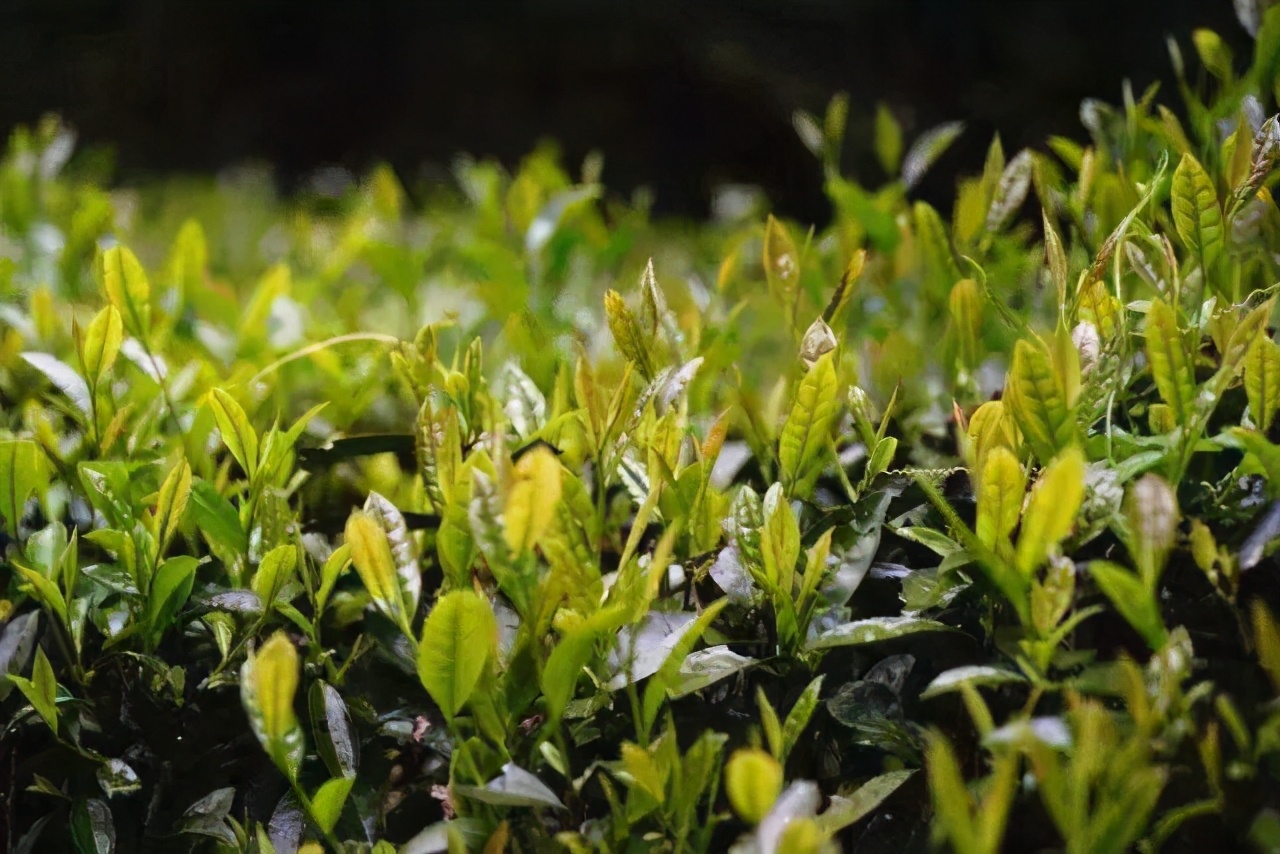 大红袍茶叶价格