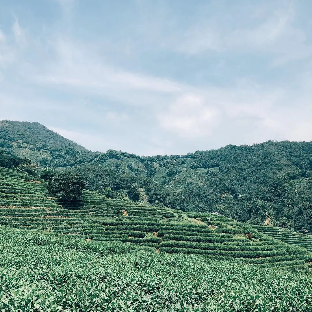 中国名茶知多少？西湖龙井、洞庭碧螺春等茶叶排行抢先看