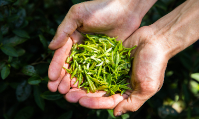 茶叶茶氨酸有啥功效？能助眠减压还能舒缓情绪