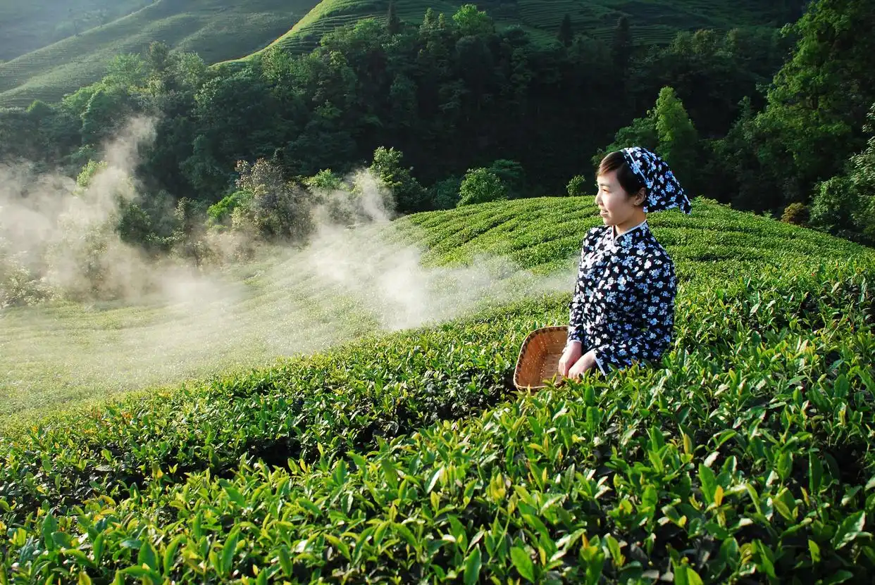 喝茶叶水有什么好处