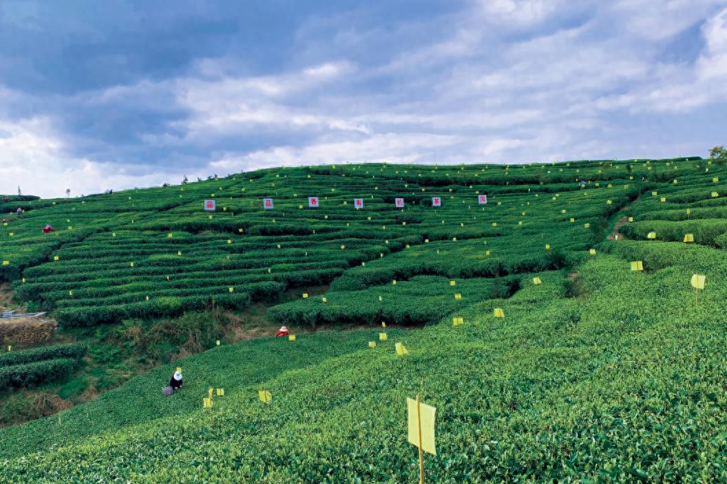 品品香26年坚守有机白茶，构建全链条产业体系走向全球