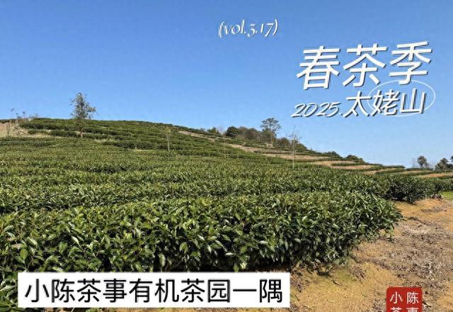 选茶不用懵！台地、有机、荒野茶选购指南，一次讲透