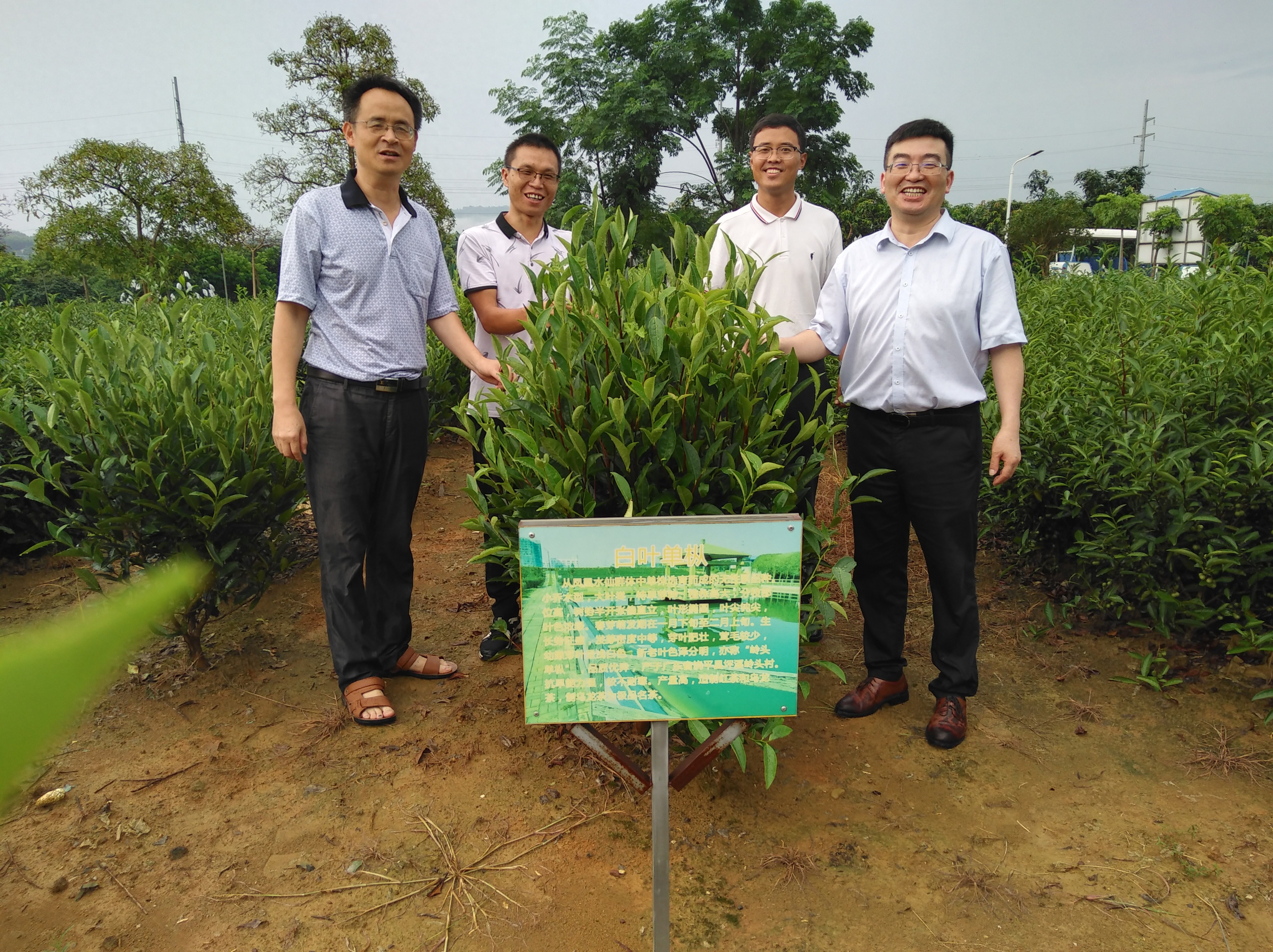 乌龙茶叶底审评全知道！看这篇就够，嫩度、色泽、匀度轻松拿捏