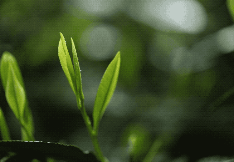太平猴魁茶叶简介
