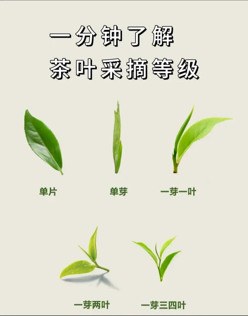 茶叶等级划分标准