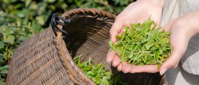 不同品种茶叶保质期不同，放多久不能喝你知道吗？