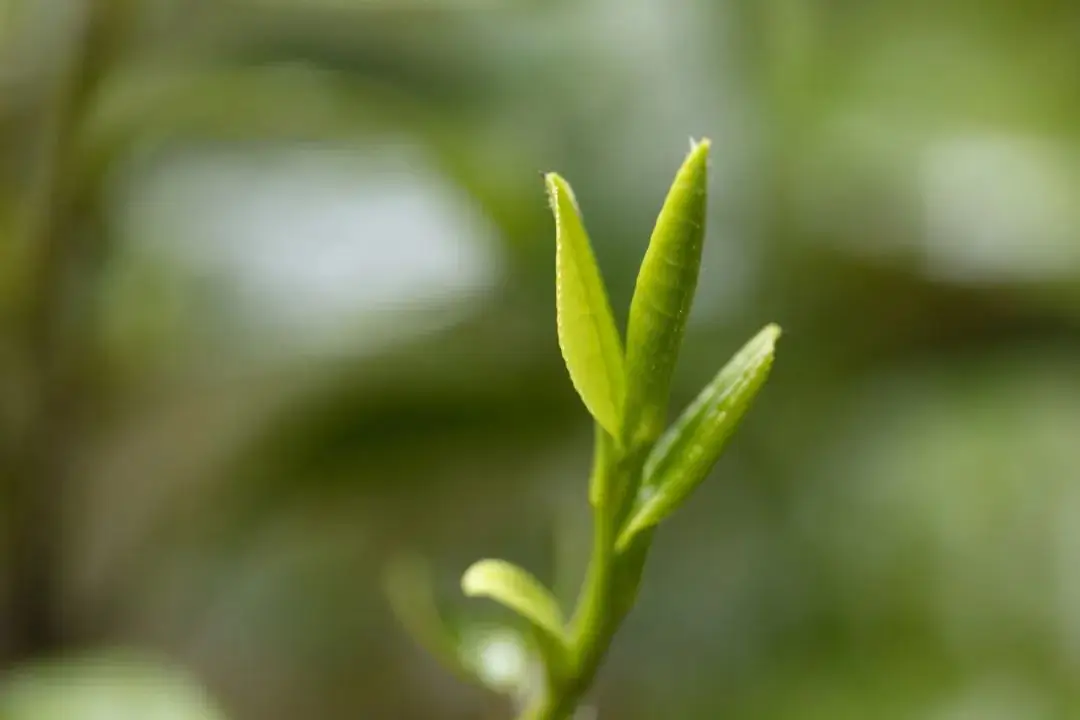 茶叶咖啡因含量高？白茶突出！还有多重角色你知道吗？