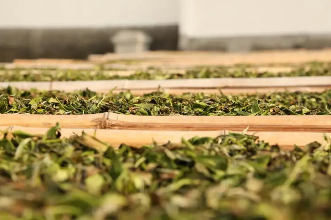 茶叶含有咖啡因吗