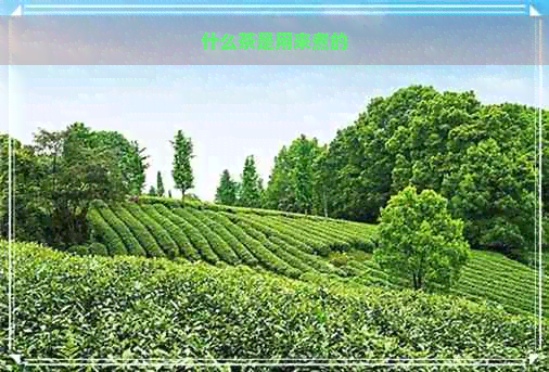 适合煮着喝的茶有哪些？普洱茶、老白茶等煮茶全解