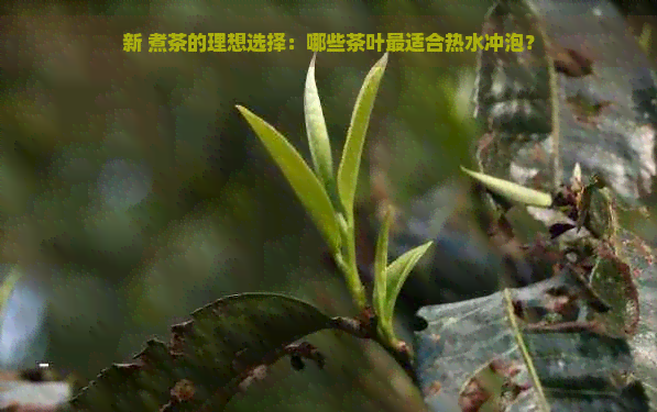 新 煮茶的理想选择:哪些茶叶最适合热水冲泡?