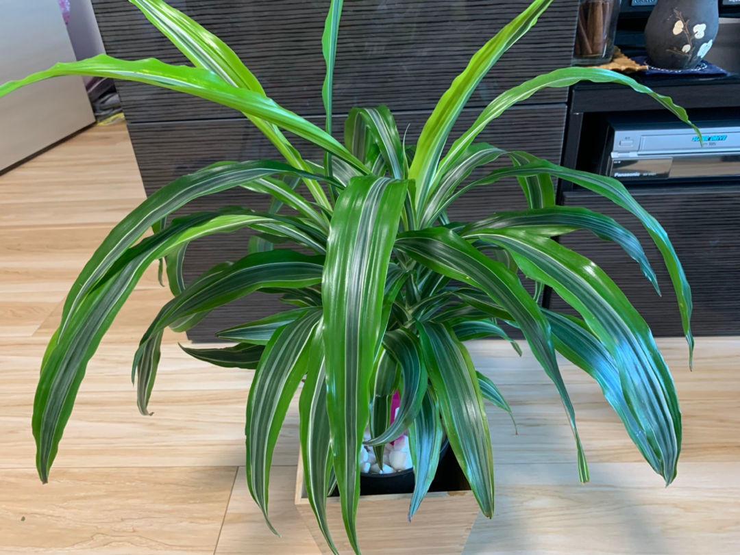 茶叶水能浇花吗