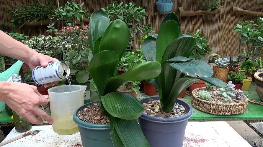 茶叶水能浇花吗