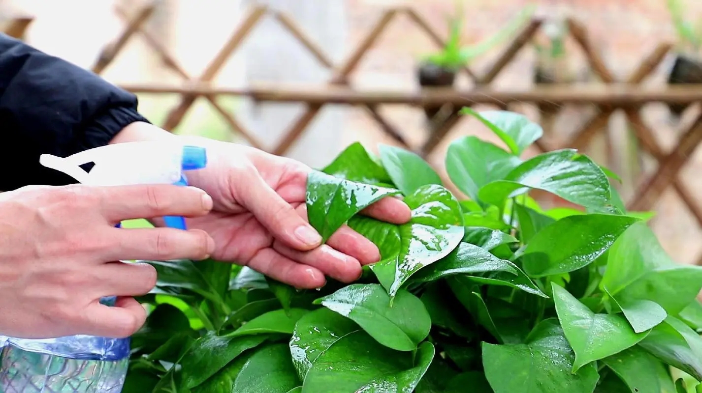 茶叶水能浇花吗