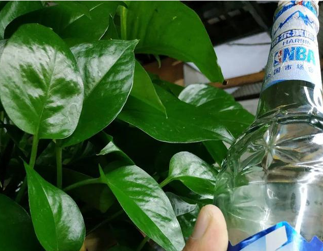 茶叶水能浇花吗