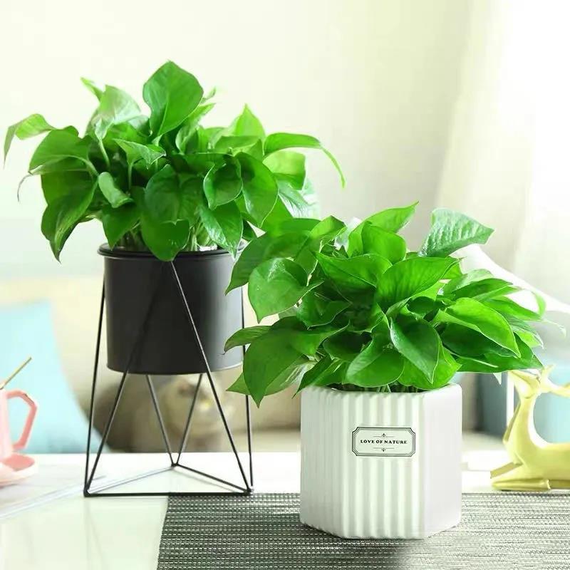 茶叶水能浇花吗