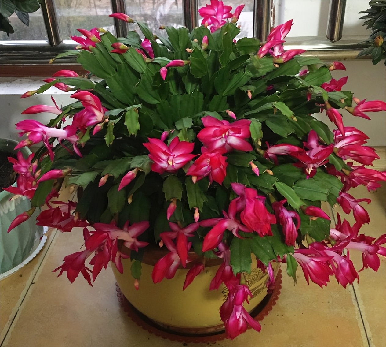 茶叶水能浇花吗