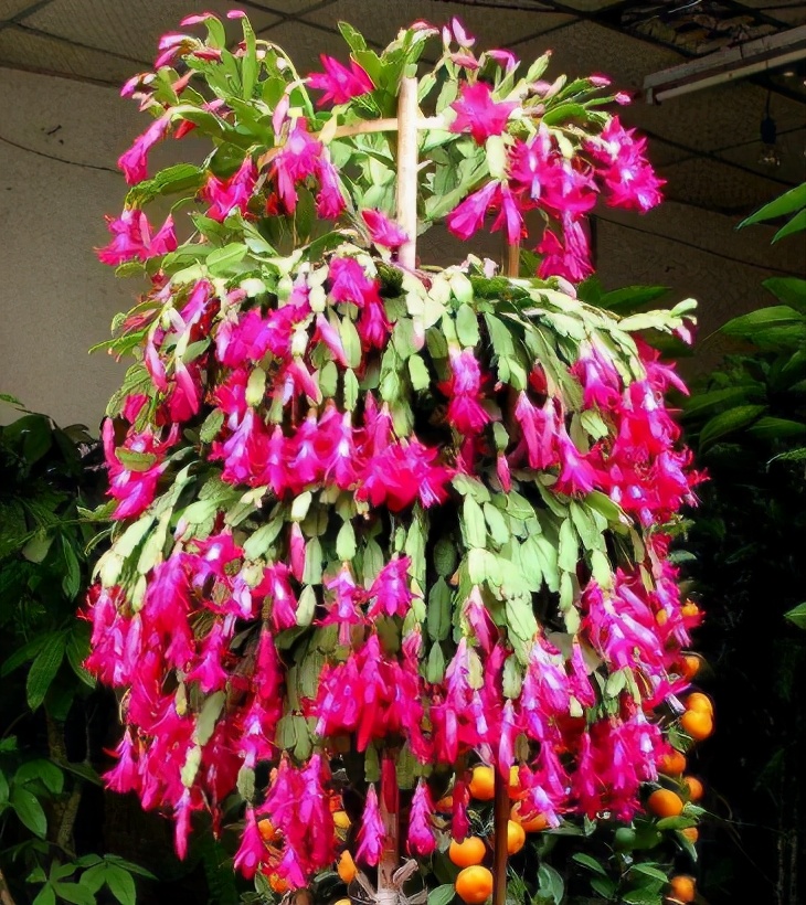 茶叶水能浇花吗