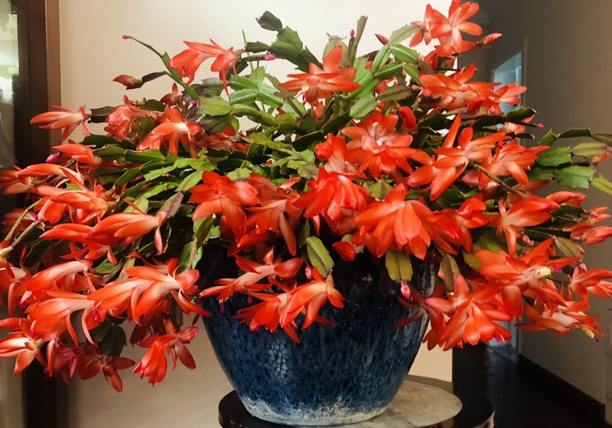 茶叶水能浇花吗