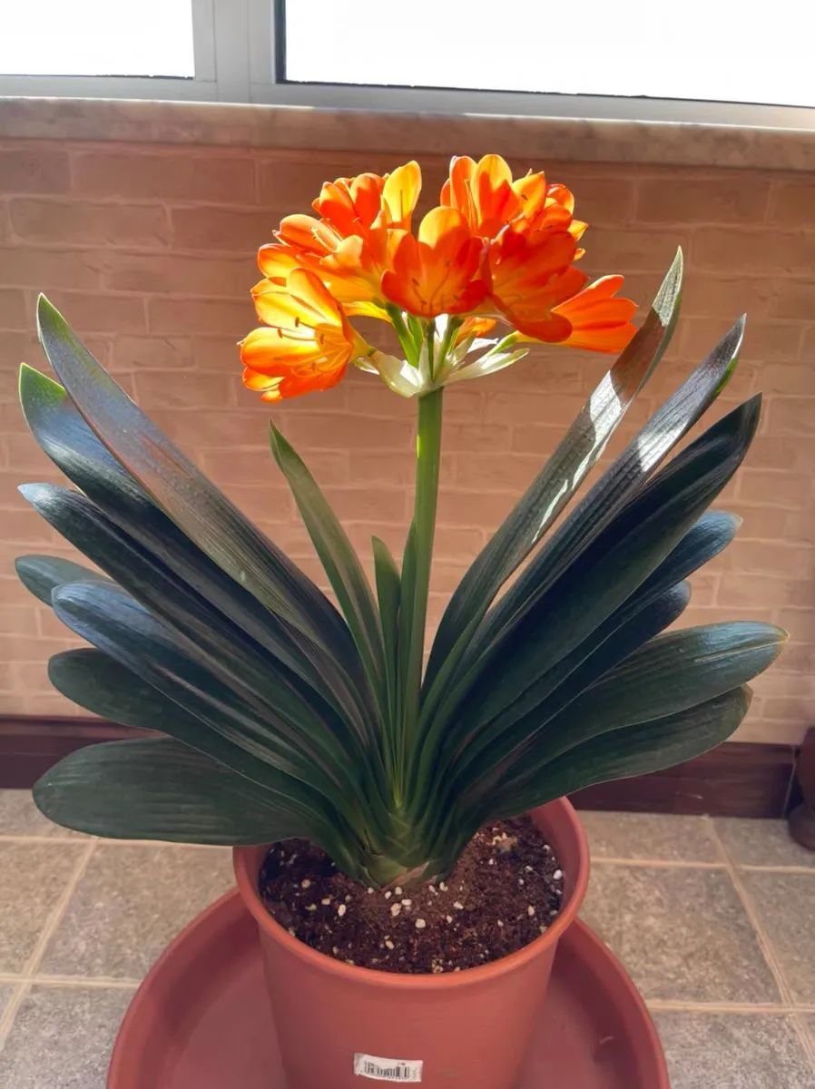 茶叶水能浇花吗