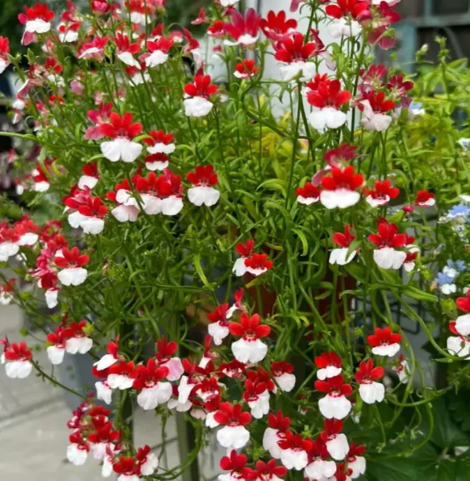 茶叶水能浇花吗