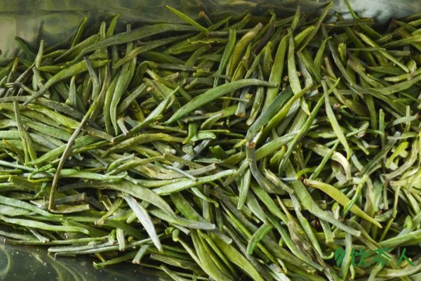 喝绿茶致癌是肯定的，喝绿茶会致癌吗(茶叶界知名谣传)
