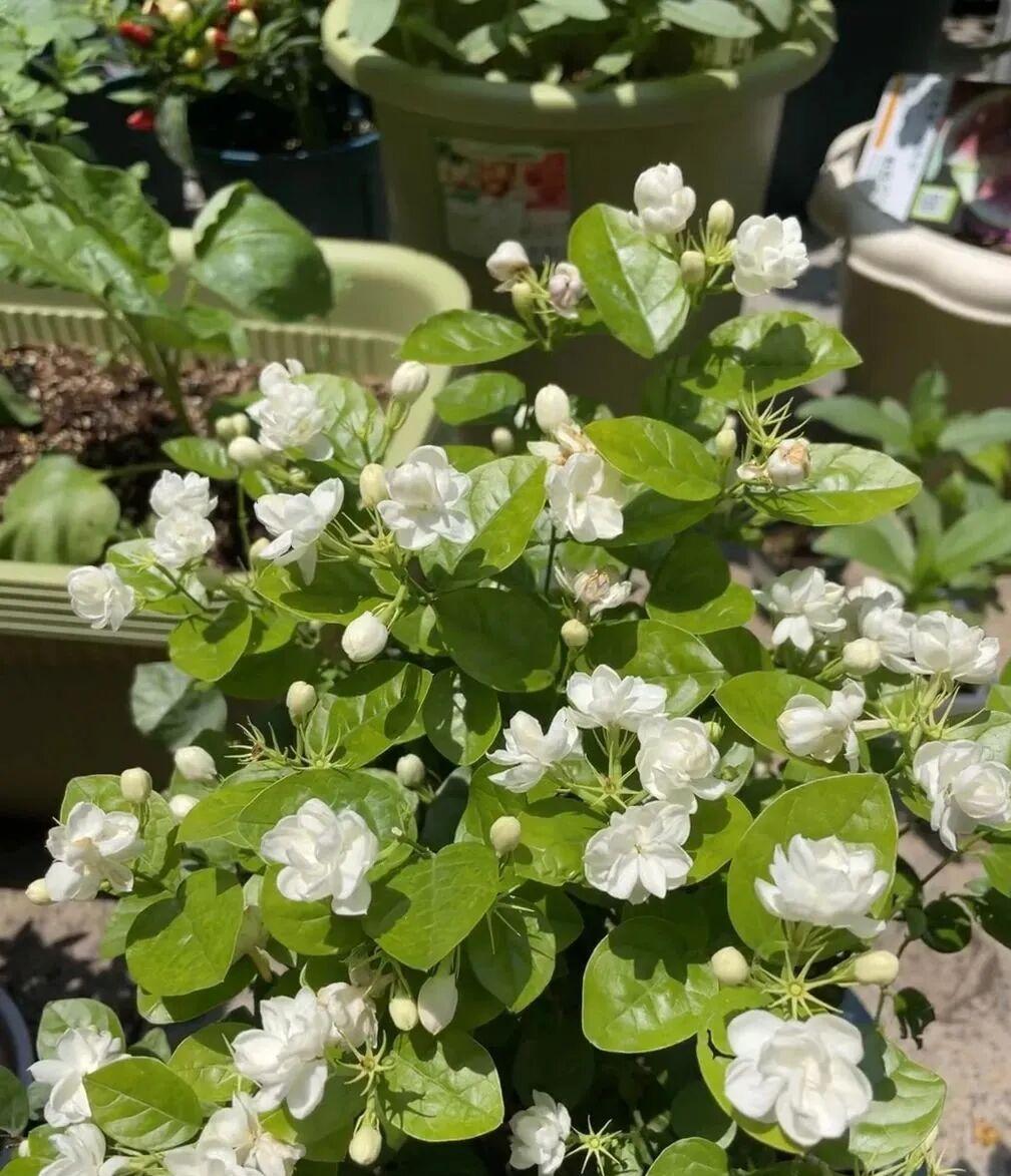 茶叶渣可以做花肥吗