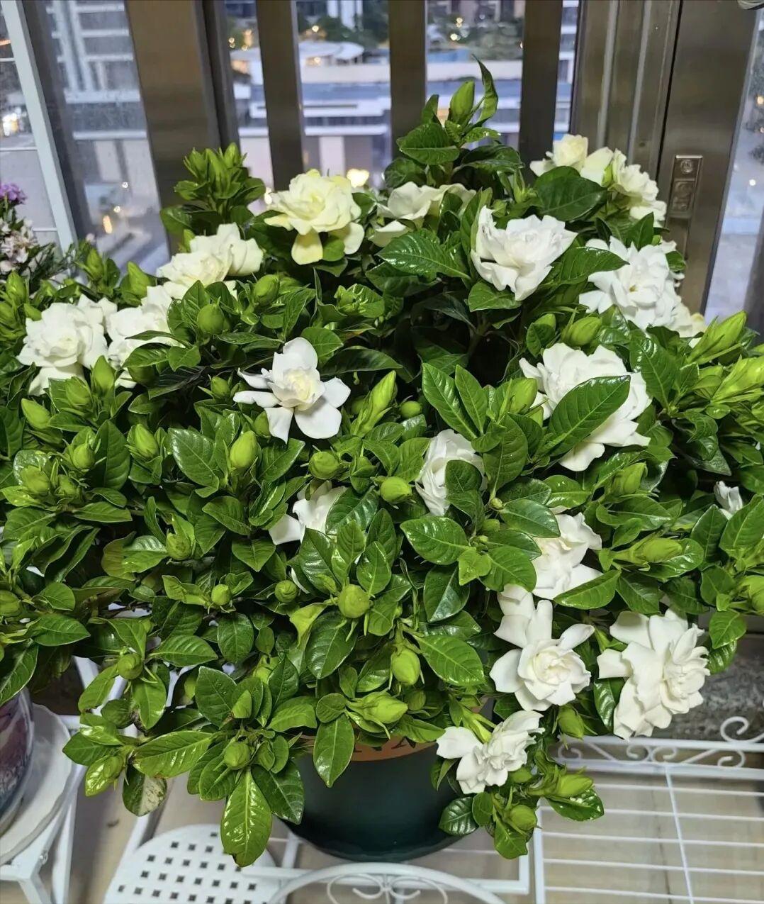 茶叶渣可以做花肥吗