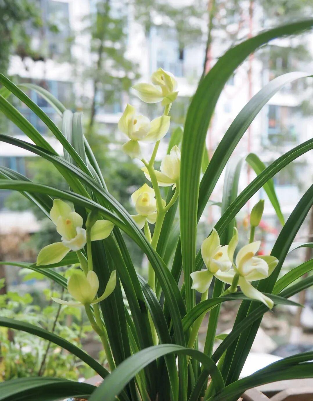 茶叶渣可以做花肥吗