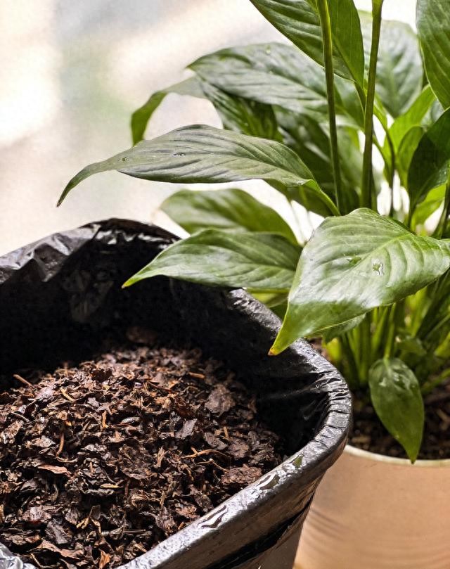 茶叶渣竟是养花宝藏？氮磷钾足还驱虫，快学怎么用