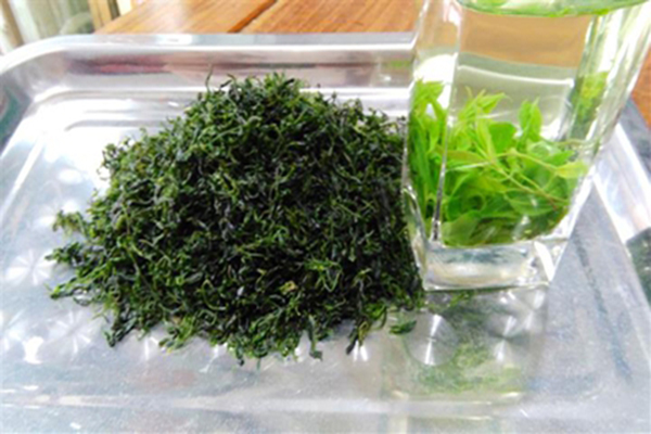 毛冬青茶成热门，中高档价格满足多样需求，快来加盟