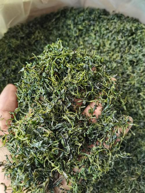 毛冬青茶叶多少钱一斤