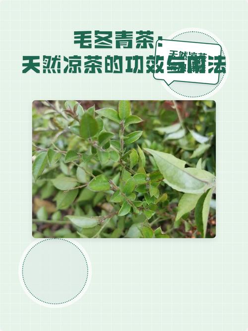 毛冬青茶叶多少钱一斤